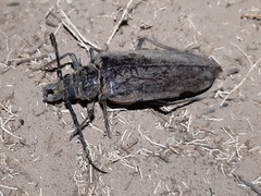 Anthracocentrus capensis