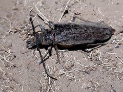 Anthracocentrus capensis