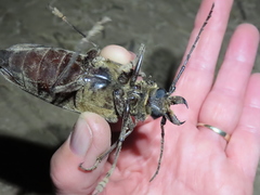 Anthracocentrus capensis