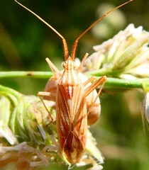 Miridius quadrivirgatus