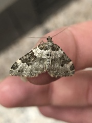 Xanthorhoe fluctuata