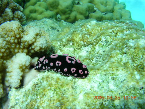 Phyllidiella annulata