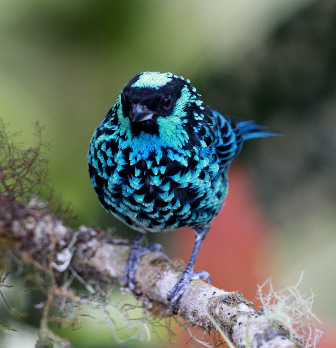 Beryl-spangled Tanager (Tangara nigroviridis) · iNaturalist