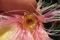 Caryocar glabrum