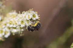 Hesperapis ilicifoliae