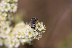 Hesperapis ilicifoliae