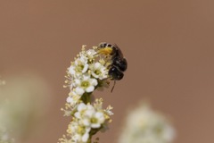Hesperapis ilicifoliae