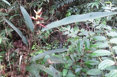 Heliconia acuminata