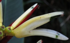 Heliconia acuminata