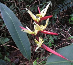 Heliconia acuminata