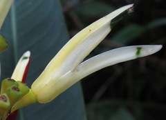 Heliconia acuminata
