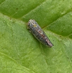 Colladonus geminatus