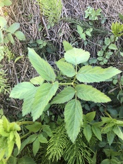Angelica genuflexa