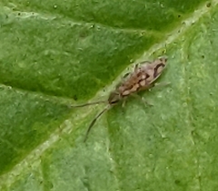 Entomobrya katzi