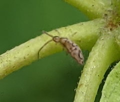 Entomobrya katzi