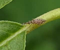 Entomobrya katzi