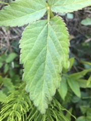 Angelica genuflexa