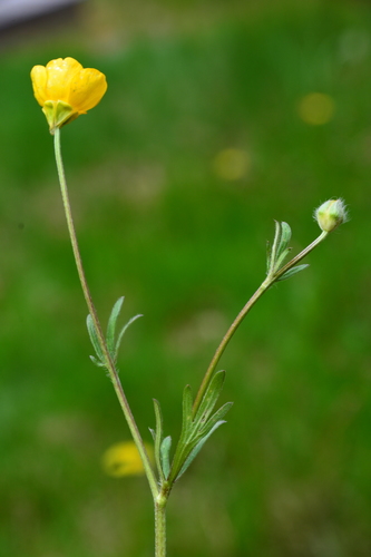 Gumbuotasis vėdrynas nuotrauka