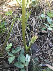 Angelica genuflexa