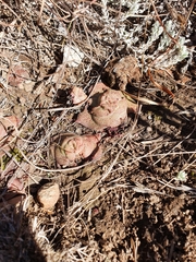 Crassula montana
