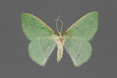 Dichorda consequaria