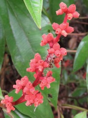 Miconia nervosa