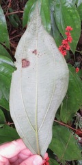 Miconia nervosa