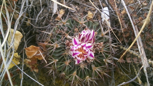 Stenocactus obvallatus (DC.) A.Berger
