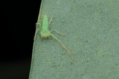 Oxytate virens