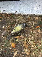 Tyrannus vociferans
