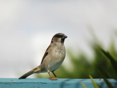 Passer domesticus