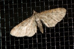 Eupithecia columbiata