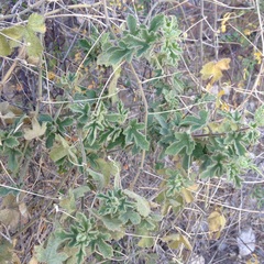 Passiflora arizonica