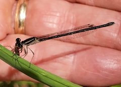 Enallagma durum