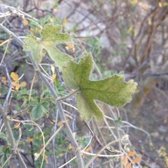 Passiflora arizonica