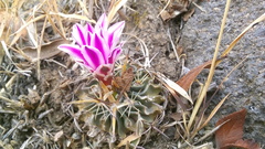 Echinofossulocactus crispatus