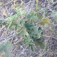 Passiflora arizonica