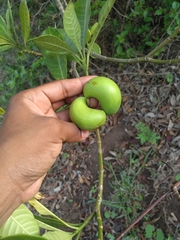 Tabernaemontana alba