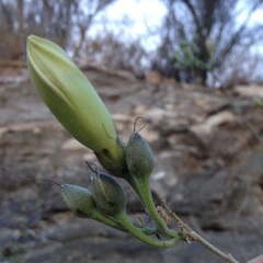 Ipomoea arborescens