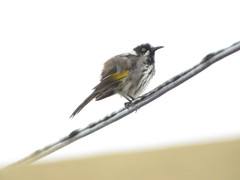 Phylidonyris novaehollandiae