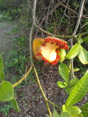 Tabernaemontana alba