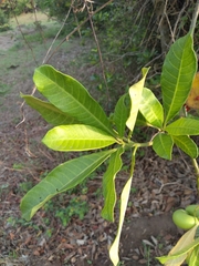 Tabernaemontana alba