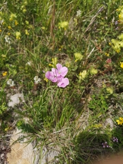 Linum viscosum