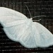 Vestal Moth - Photo (c) Erika Mitchell, some rights reserved (CC BY-NC), uploaded by Erika Mitchell