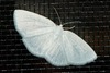 Vestal Moth - Photo (c) Erika Mitchell, some rights reserved (CC BY-NC), uploaded by Erika Mitchell
