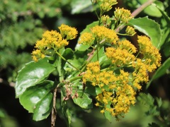 Senecio pleistocephalus