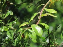 Senecio pleistocephalus