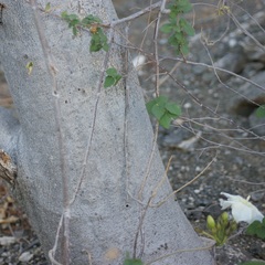 Ipomoea arborescens