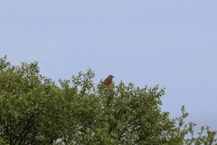Turdus iliacus coburni
