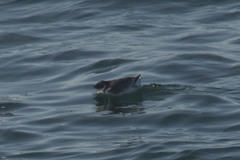 Synthliboramphus antiquus